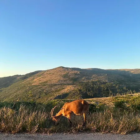 Refugio Carquejas Holiday home